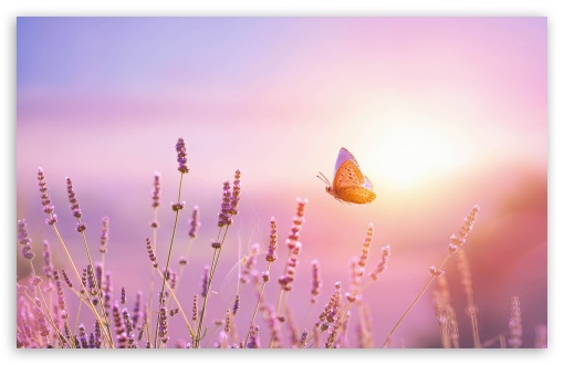 Butterfly, Lavender, Flowers, Sun Glow, Harmony UltraHD Wallpaper for UHD 16:9 ; HD 16:9 ; UltraWide 21:9 24:10 32:9 32:10 ; Widescreen 16:10 5:3 ; Fullscreen 4:3 5:4 3:2 ; Tablet 1:1 ; Mobile 9:16 9:19.5 9:20 9:21 9:22 10:16 2:3 3:5 3:4 ; Dual 16:10 5:3 16:9 4:3 5:4 3:2 ;