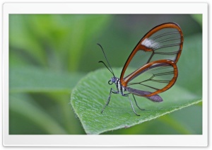 Butterfly Leaf Insect Wings Ultra HD Wallpaper for 4K UHD Widescreen desktop, tablet & smartphone