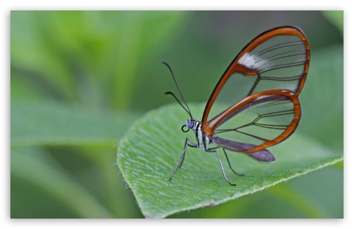 Butterfly Leaf Insect Wings UltraHD Wallpaper for Widescreen 16:10 ;