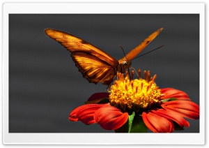 Butterfly Macro Ultra HD Wallpaper for 4K UHD Widescreen desktop, tablet & smartphone