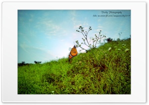 Butterfly Maini, Pakistan Ultra HD Wallpaper for 4K UHD Widescreen Desktop, Lockscreen, Screensaver, TV, Tablet, Smartphone