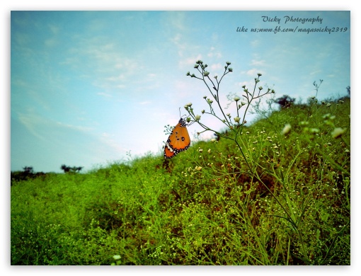 Butterfly Maini, Pakistan UltraHD Wallpaper for Fullscreen 4:3 ;