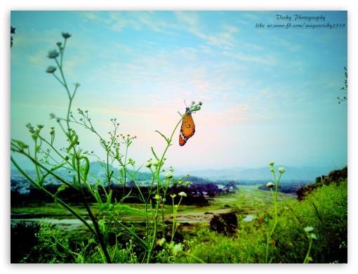 Butterfly Maini, Pakistan UltraHD Wallpaper for Fullscreen 4:3 ;