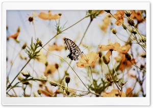 Butterfly on a Cosmos Flower Ultra HD Wallpaper for 4K UHD Widescreen desktop, tablet & smartphone