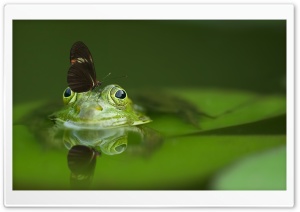 Butterfly on a Frog Ultra HD Wallpaper for 4K UHD Widescreen desktop, tablet & smartphone