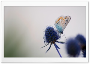 Butterfly on a Purple Flower Macro Ultra HD Wallpaper for 4K UHD Widescreen desktop, tablet & smartphone