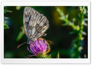 Butterfly On A Thistle Flower Ultra HD Wallpaper for 4K UHD Widescreen desktop, tablet & smartphone