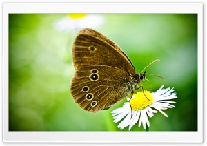 Butterfly On A Wild Daisy Ultra HD Wallpaper for 4K UHD Widescreen desktop, tablet & smartphone