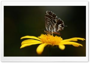 Butterfly On A Yellow Flower Ultra HD Wallpaper for 4K UHD Widescreen desktop, tablet & smartphone