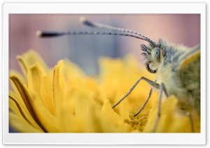 Butterfly on a Yellow Flower Macro Ultra HD Wallpaper for 4K UHD Widescreen desktop, tablet & smartphone