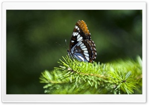 Butterfly On Fir Branch Ultra HD Wallpaper for 4K UHD Widescreen desktop, tablet & smartphone