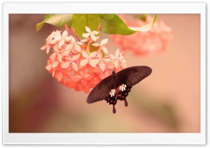 Butterfly on Flower Ultra HD Wallpaper for 4K UHD Widescreen desktop, tablet & smartphone