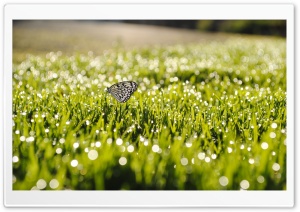 Butterfly On Grass Ultra HD Wallpaper for 4K UHD Widescreen desktop, tablet & smartphone