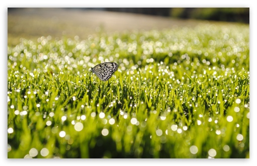 Butterfly On Grass UltraHD Wallpaper for 8K UHD TV 16:9 Ultra High Definition 2160p 1440p 1080p 900p 720p ; Widescreen 16:10 5:3 WHXGA WQXGA WUXGA WXGA WGA ; Fullscreen 4:3 5:4 3:2 UXGA XGA SVGA QSXGA SXGA DVGA HVGA HQVGA ( Apple PowerBook G4 iPhone 4 3G 3GS iPod Touch ) ; Tablet 1:1 ; Mobile 3:5 3:4 - ; Dual 16:10 5:3 16:9 4:3 5:4 WHXGA WQXGA WUXGA WXGA WGA 2160p 1440p 1080p 900p 720p UXGA XGA SVGA QSXGA SXGA ;