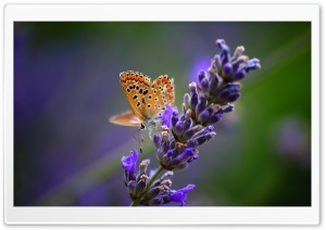 Butterfly On Lavender Flower Ultra HD Wallpaper for 4K UHD Widescreen desktop, tablet & smartphone