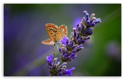 Butterfly On Lavender Flower UltraHD Wallpaper for Wide 16:10 5:3 Widescreen WHXGA WQXGA WUXGA WXGA WGA ; 8K UHD TV 16:9 Ultra High Definition 2160p 1440p 1080p 900p 720p ; UHD 16:9 2160p 1440p 1080p 900p 720p ; Standard 4:3 5:4 3:2 Fullscreen UXGA XGA SVGA QSXGA SXGA DVGA HVGA HQVGA ( Apple PowerBook G4 iPhone 4 3G 3GS iPod Touch ) ; Tablet 1:1 ; iPad 1/2/Mini ; Mobile 4:3 5:3 3:2 16:9 5:4 - UXGA XGA SVGA WGA DVGA HVGA HQVGA ( Apple PowerBook G4 iPhone 4 3G 3GS iPod Touch ) 2160p 1440p 1080p 900p 720p QSXGA SXGA ; Dual 4:3 5:4 UXGA XGA SVGA QSXGA SXGA ;