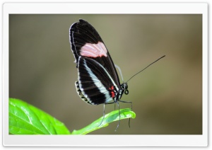 Butterfly On Leaf Ultra HD Wallpaper for 4K UHD Widescreen desktop, tablet & smartphone