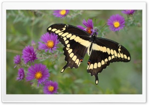 Butterfly on Purple Flower Ultra HD Wallpaper for 4K UHD Widescreen desktop, tablet & smartphone