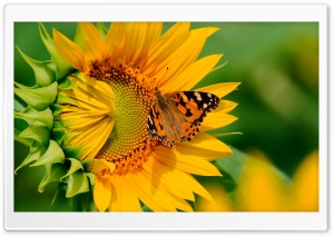 Butterfly on Sunflower Ultra HD Wallpaper for 4K UHD Widescreen desktop, tablet & smartphone