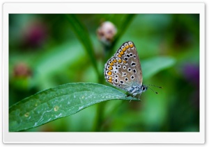Butterfly on the Leaf Ultra HD Wallpaper for 4K UHD Widescreen desktop, tablet & smartphone