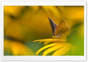 Butterfly On Yellow Flower Macro Ultra HD Wallpaper for 4K UHD Widescreen desktop, tablet & smartphone