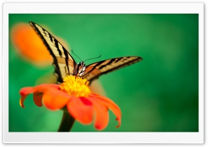 Butterfly, Orange Flower Ultra HD Wallpaper for 4K UHD Widescreen desktop, tablet & smartphone