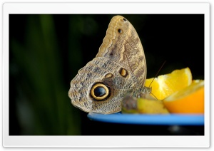 Butterfly, Orange Fruit Ultra HD Wallpaper for 4K UHD Widescreen desktop, tablet & smartphone