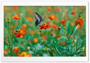 Butterfly, Orange Wildflowers, Field 4K UHD Wallpaper for Widescreen and UltraWide Desktop, UltraHD TV, Smartphone, Tablet