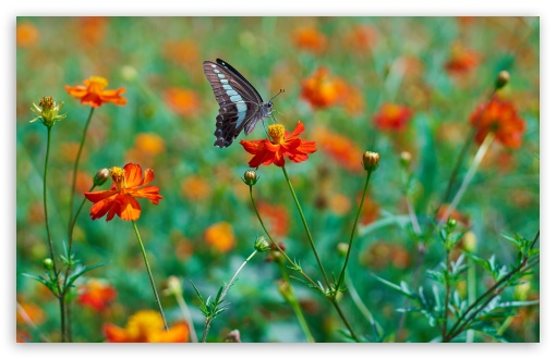 Butterfly, Orange Wildflowers, Field 4K UHD Wallpaper for Widescreen and UltraWide Desktop, UltraHD TV, Smartphone, Tablet Butterfly, Orange Wildflowers, Field UltraHD Wallpaper for UHD 16:9 ; HD 16:9 ; UltraWide 21:9 24:10 32:9 32:10 ; Widescreen 16:10 5:3 ; Fullscreen 4:3 5:4 3:2 ; Tablet 1:1 ; Mobile 9:16 9:19.5 9:20 9:21 9:22 10:16 2:3 3:5 3:4 ; Dual 16:10 5:3 16:9 4:3 5:4 3:2 ;