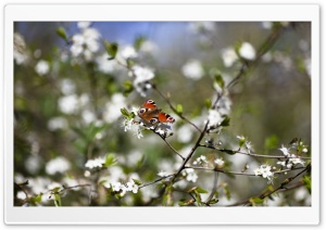 Butterfly Springtime Ultra HD Wallpaper for 4K UHD Widescreen desktop, tablet & smartphone