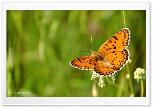 Butterfly with Kurdistan Nature Ultra HD Wallpaper for 4K UHD Widescreen desktop, tablet & smartphone