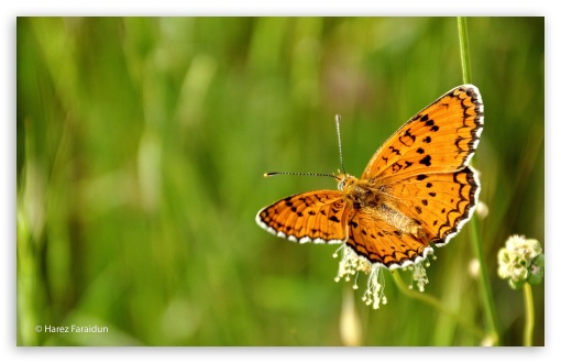 Butterfly with Kurdistan Nature UltraHD Wallpaper for UHD 16:9 2160p 1440p 1080p 900p 720p ; 8K UHD TV 16:9 Ultra High Definition 2160p 1440p 1080p 900p 720p ; Widescreen 16:10 5:3 WHXGA WQXGA WUXGA WXGA WGA ; Fullscreen 4:3 3:2 UXGA XGA SVGA DVGA HVGA HQVGA ( Apple PowerBook G4 iPhone 4 3G 3GS iPod Touch ) ;