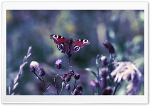 Butterfly With Open Wings Ultra HD Wallpaper for 4K UHD Widescreen desktop, tablet & smartphone