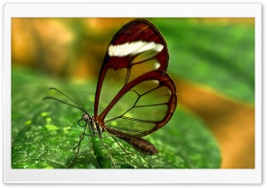 Butterfly With Transparent Wings Ultra HD Wallpaper for 4K UHD Widescreen desktop, tablet & smartphone