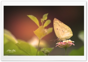 Butterfly-Yellow Ultra HD Wallpaper for 4K UHD Widescreen desktop, tablet & smartphone