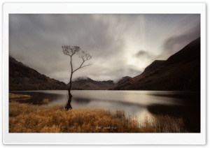 Buttermere Lake, Lone Tree, Autumn, England Landscape Ultra HD Wallpaper for 4K UHD Widescreen desktop, tablet & smartphone