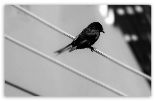 BW Bird UltraHD Wallpaper for HD 16:9 ; Widescreen 16:10 5:3 ; Fullscreen 4:3 ;