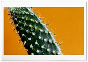 Cactus Ultra HD Wallpaper for 4K UHD Widescreen desktop, tablet & smartphone