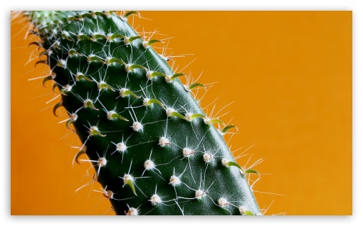 Cactus UltraHD Wallpaper for Wide 5:3 Widescreen WGA ; 8K UHD TV 16:9 Ultra High Definition 2160p 1440p 1080p 900p 720p ; Standard 4:3 Fullscreen UXGA XGA SVGA ; iPad 1/2/Mini ; Mobile 4:3 5:3 3:2 16:9 - UXGA XGA SVGA WGA DVGA HVGA HQVGA ( Apple PowerBook G4 iPhone 4 3G 3GS iPod Touch ) 2160p 1440p 1080p 900p 720p ;