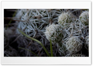 Cactus 4K UHD Wallpaper for Widescreen and UltraWide Desktop, UltraHD TV, Smartphone, Tablet