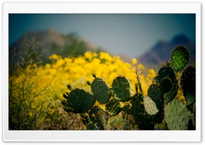 Cactus   Taliesin West, Scottsdale, Arizona Ultra HD Wallpaper for 4K UHD Widescreen Desktop, Lockscreen, Screensaver, TV, Tablet, Smartphone