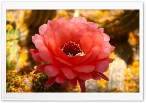 Cactus Blossom Ultra HD Wallpaper for 4K UHD Widescreen desktop, tablet & smartphone