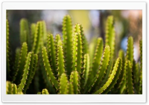 Cactus Desert Plant Ultra HD Wallpaper for 4K UHD Widescreen desktop, tablet & smartphone