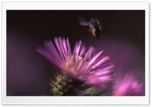 Cactus Flower And A Bee Ultra HD Wallpaper for 4K UHD Widescreen Desktop, Lockscreen, Screensaver, TV, Tablet, Smartphone