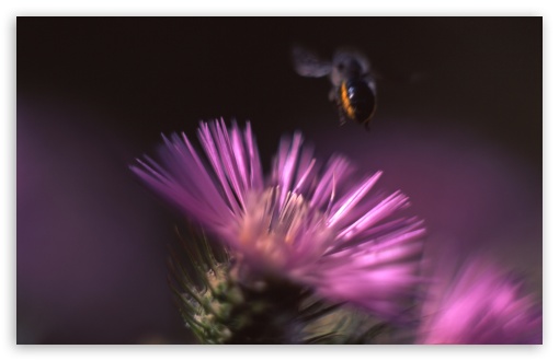 Cactus Flower And A Bee UltraHD Wallpaper for HD 16:9 ; Widescreen 16:10 5:3 ; Fullscreen 4:3 5:4 3:2 ; Tablet 1:1 ;