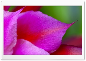 Cactus Flower Petals Macro Ultra HD Wallpaper for 4K UHD Widescreen desktop, tablet & smartphone