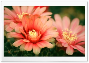 Cactus Flowers Ultra HD Wallpaper for 4K UHD Widescreen desktop, tablet & smartphone
