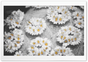 Cactus Flowers Black White Yellow Ultra HD Wallpaper for 4K UHD Widescreen desktop, tablet & smartphone