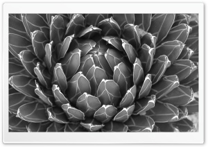 Cactus Plant Black And White Ultra HD Wallpaper for 4K UHD Widescreen desktop, tablet & smartphone
