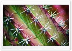 Cactus Thorns Ultra HD Wallpaper for 4K UHD Widescreen desktop, tablet & smartphone